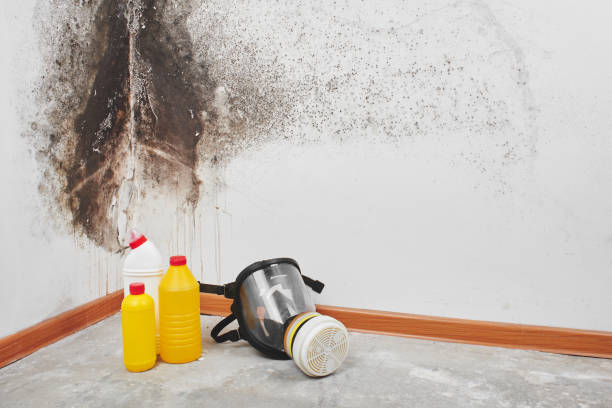 Best Residential Mold Remediation in Jacksboro, TX