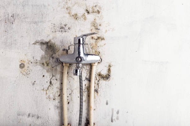 Best White Mold Remediation in Jacksboro, TX