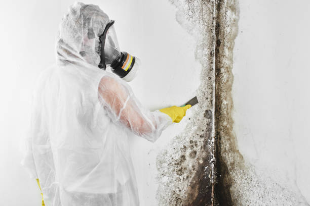 Trusted Jacksboro, TX Mold Remediation Experts