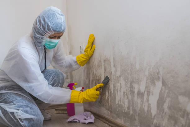 Best Localized Mold Remediation (e.g., coastal areas, humid climates) in Jacksboro, TX