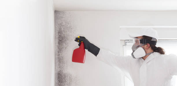 Reliable Jacksboro, TX Mold Remediation Solutions
