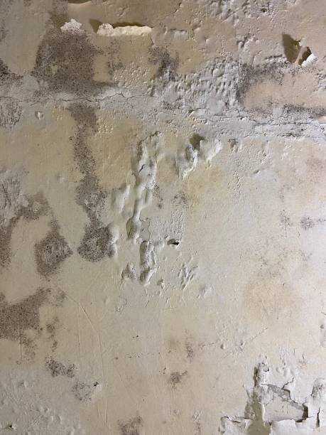 Best Commercial Mold Remediation in Jacksboro, TX