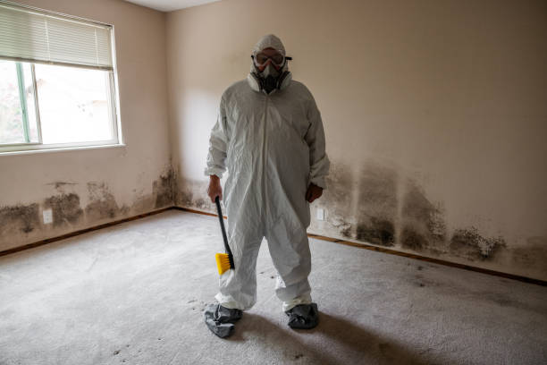 Best Bathroom Mold Remediation in Jacksboro, TX
