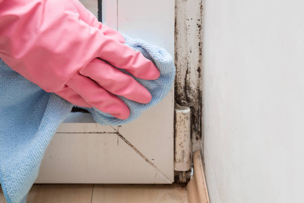 Best Localized Mold Remediation (e.g., coastal areas, humid climates) in Jacksboro, TX