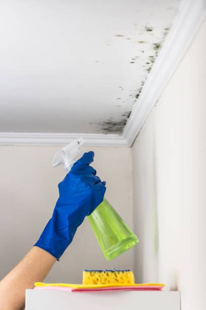 Best Emergency Mold Remediation in Jacksboro, TX